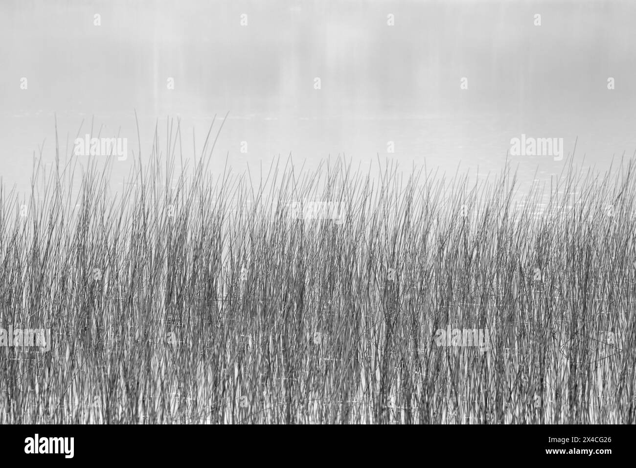 États-Unis, New York, Adirondacks. Roseaux et reliefs d'automne brumeux sur le lac Eaton Banque D'Images