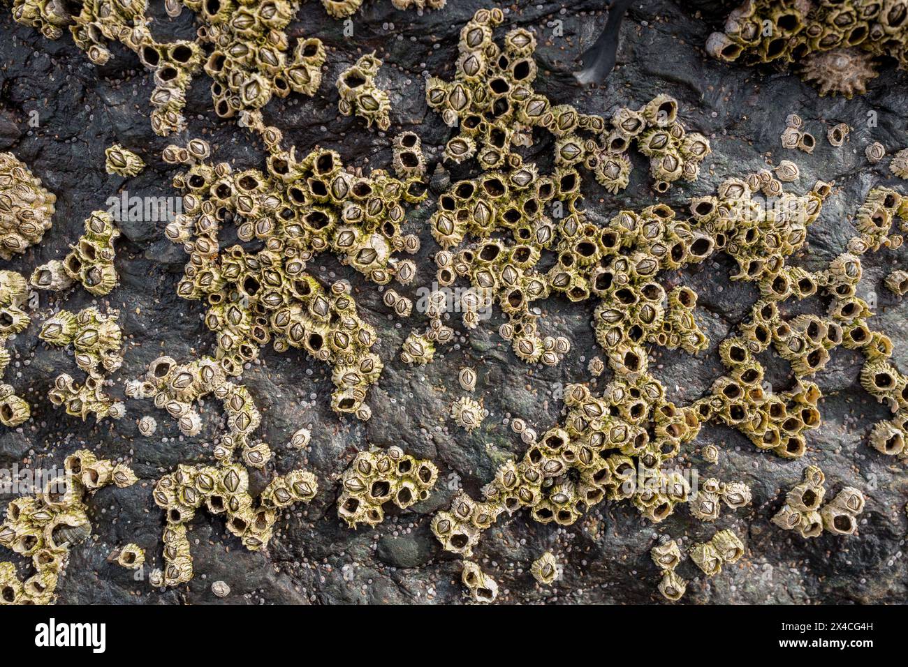 Un groupe de Barnacles attachés à la surface d'un rocher. Banque D'Images