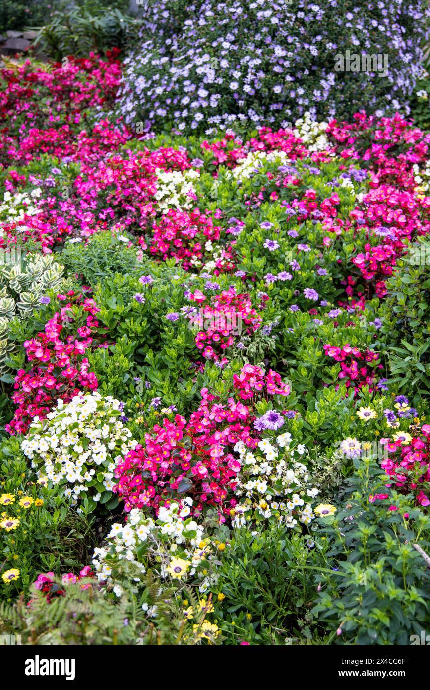 États-Unis, Oregon, Cannon Beach. Jardin avec bégonias et asters Banque D'Images
