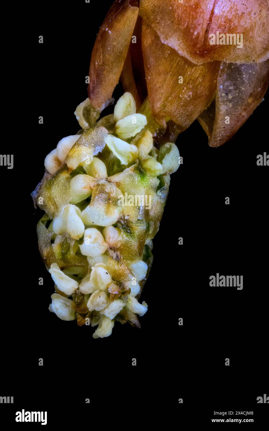 Cône de pollen mâle de séquoias de Dawn (Metasequoia glyptostroboides) à fort grossissement Banque D'Images