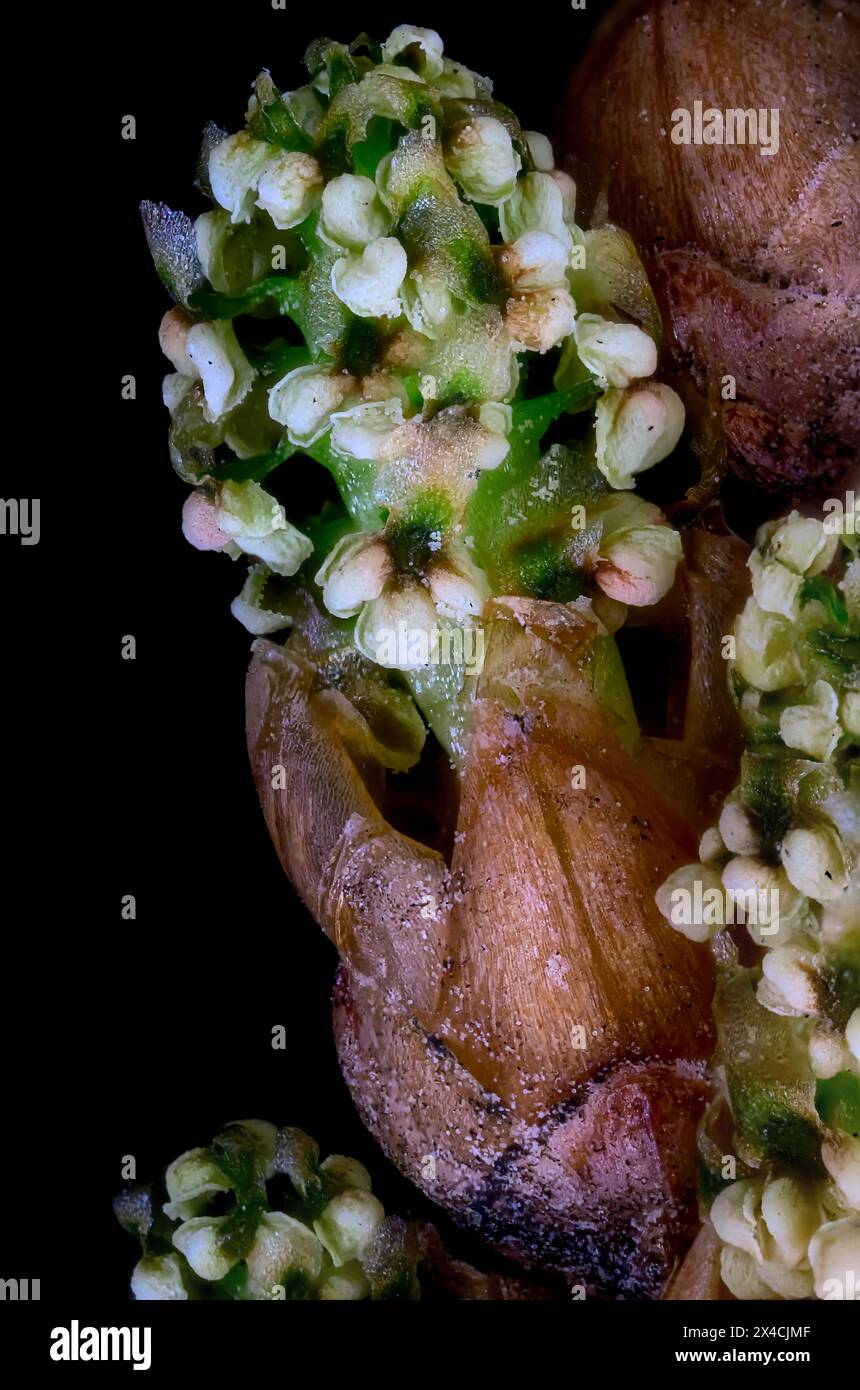 Cône de pollen mâle / strobilus mâle de Dawn Redwood (Metasequoia glyptostroboides) à fort grossissement Banque D'Images