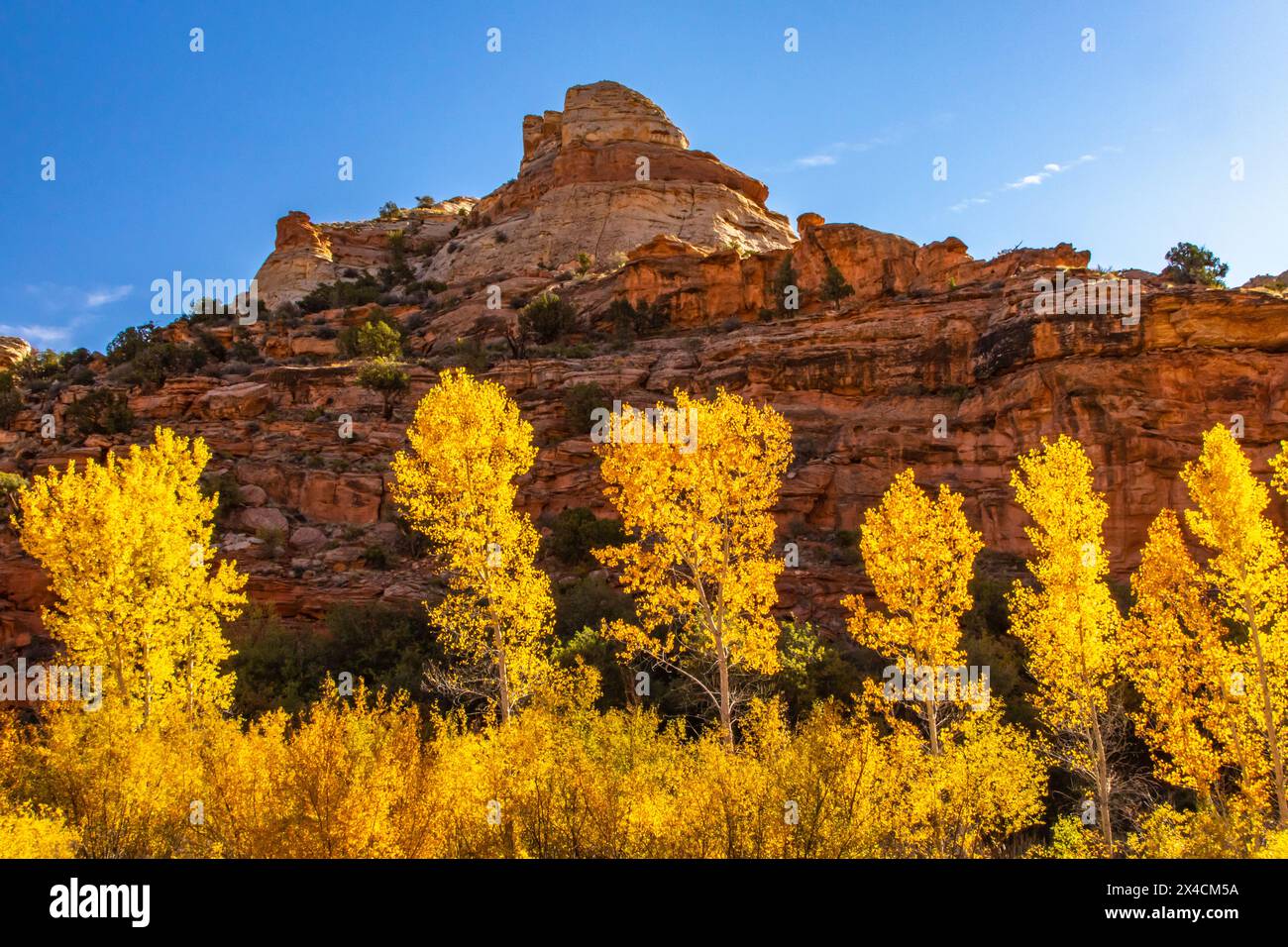États-Unis, Utah, Grand Staircase Escalante National Monument. Paysage avec des formations et des arbres en couleur d'automne. Banque D'Images