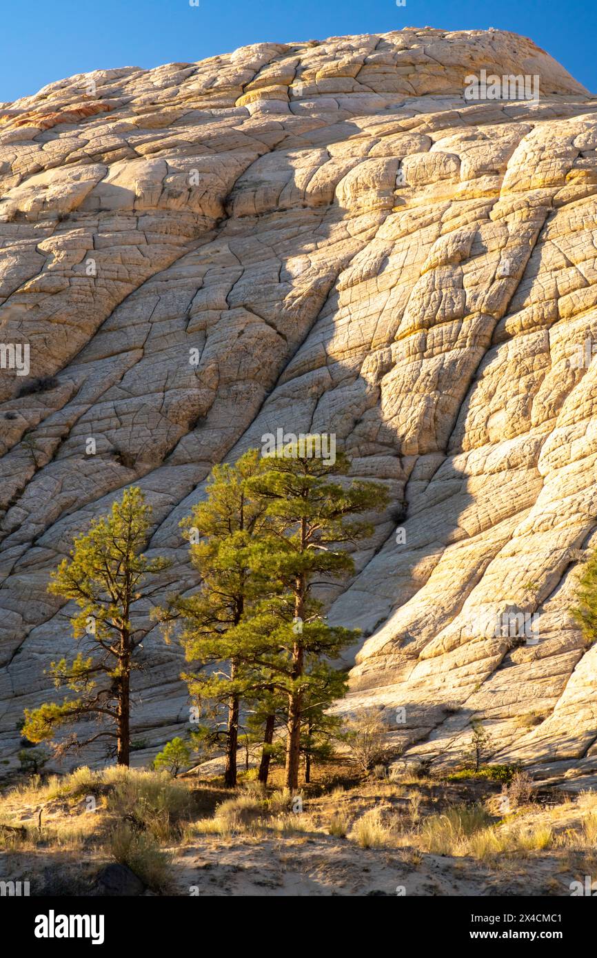 États-Unis, Utah, Grand Staircase Escalante National Monument. Formation rocheuse érodée et arbres. Banque D'Images