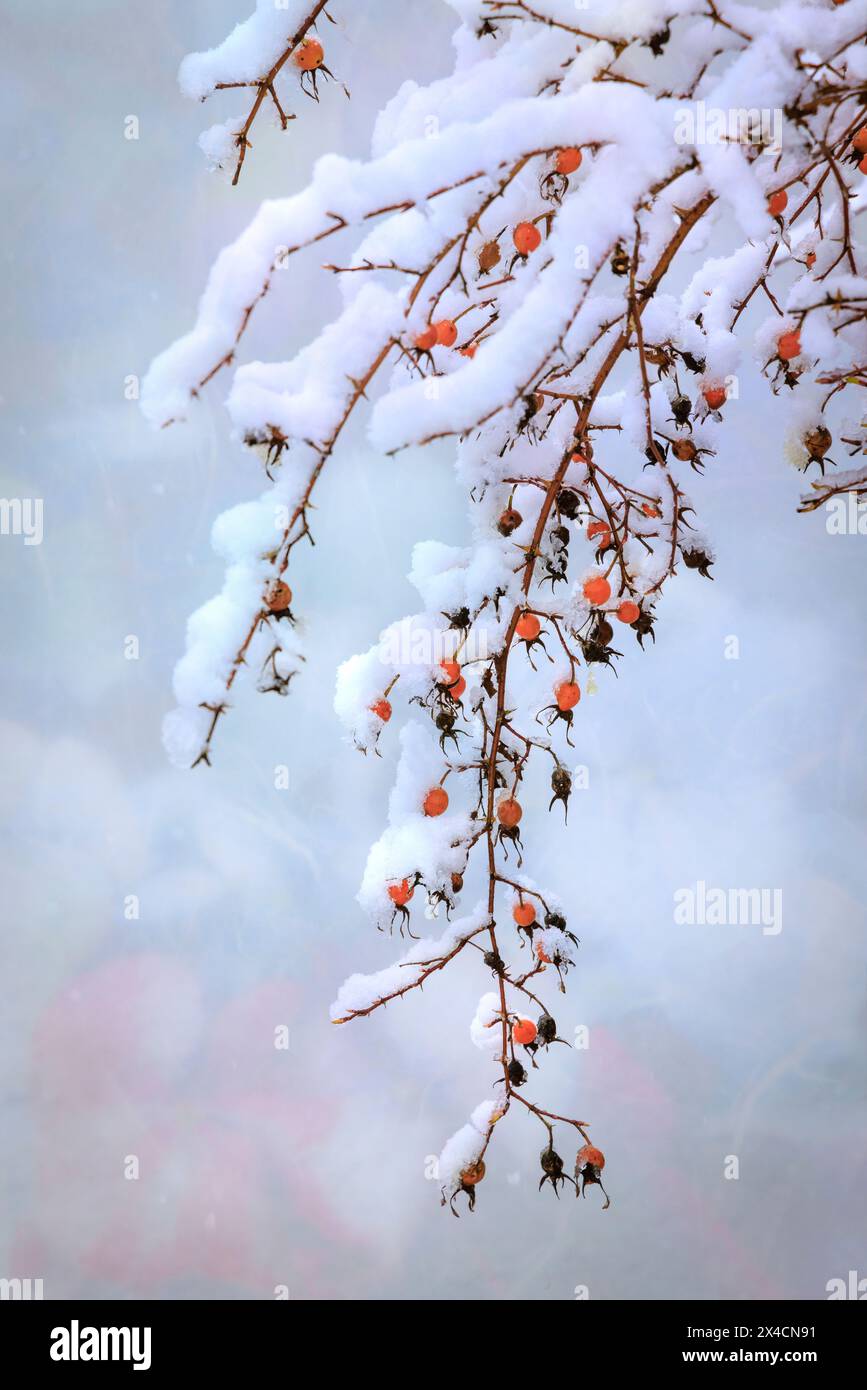 États-Unis, État de Washington. Branches de hanche rose couvertes de neige avec neige d'hiver. Banque D'Images