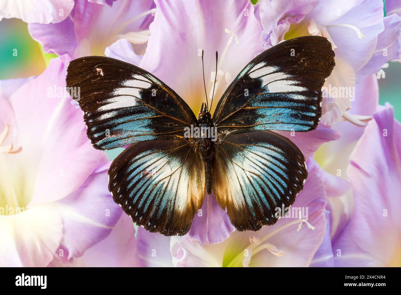 États-Unis, État de Washington, Sammamish. Papillon tropical sur des fleurs de gladiolus de lavande Banque D'Images