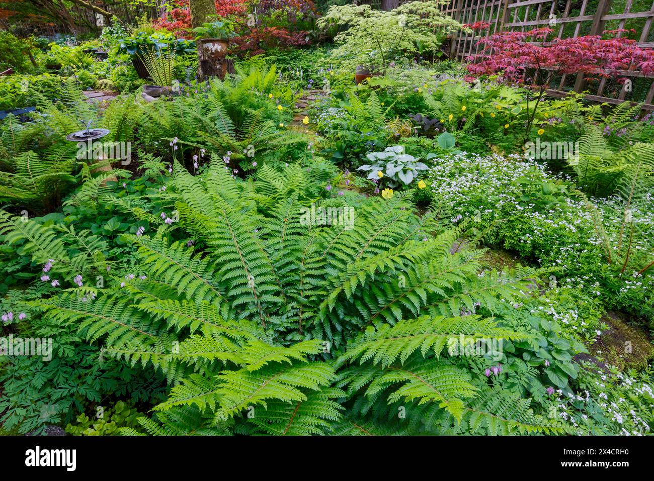 États-Unis, État de Washington, Sammamish. Jardin boisé avec fougères et jardin boisé doux Banque D'Images