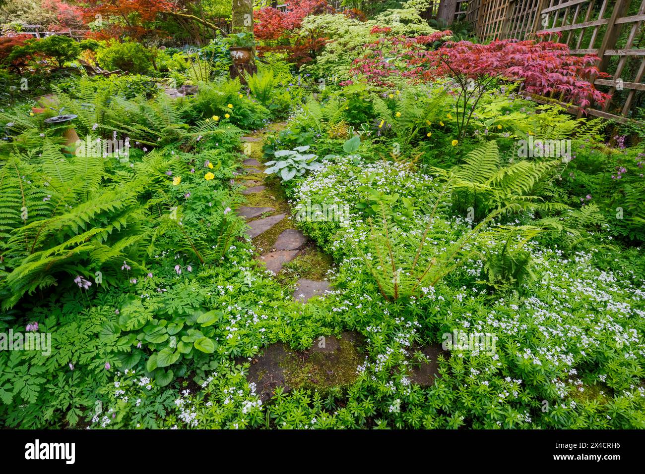 États-Unis, État de Washington, Sammamish. Jardin boisé avec fougères et jardin boisé doux Banque D'Images
