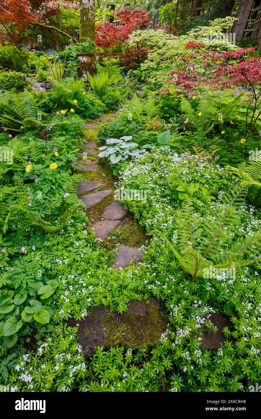 États-Unis, État de Washington, Sammamish. Jardin boisé avec fougères et jardin boisé doux Banque D'Images