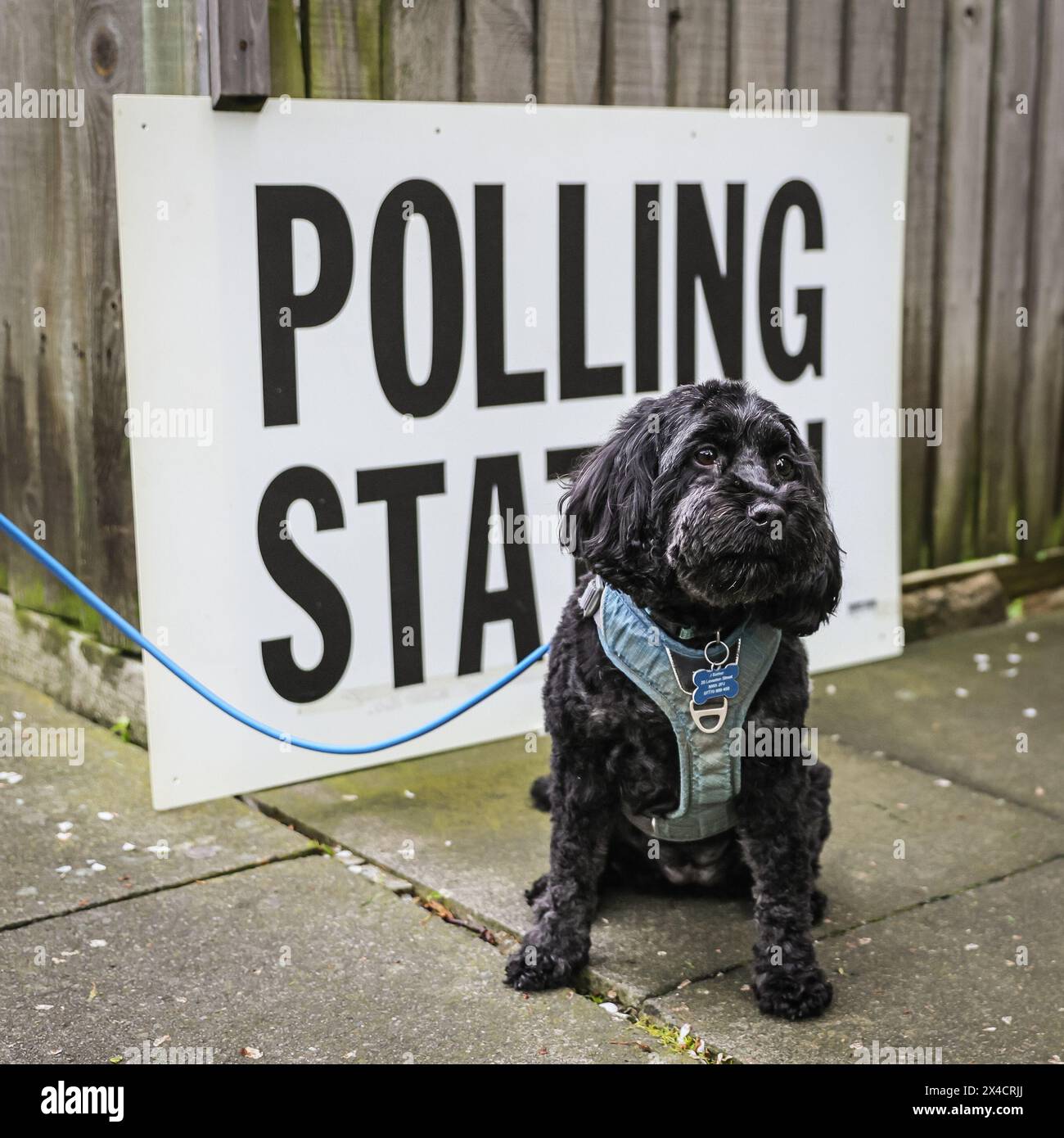 Londres, Royaume-Uni. 02 mai 2024. Lacey, une canine excitée, marche vers un bureau de vote de Kentish Town avec son propriétaire ce matin. Crédit : Imageplotter/Alamy Live News Banque D'Images