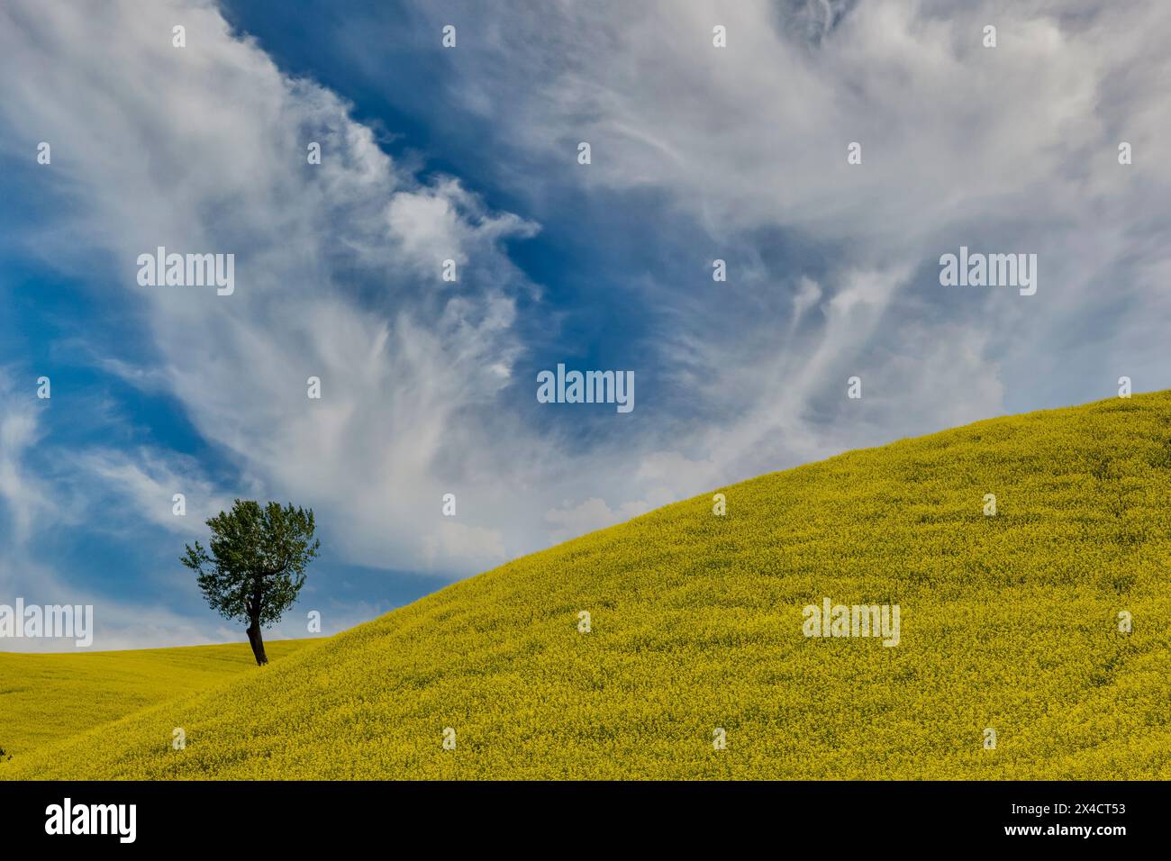 États-Unis, État de Washington, Palouse. Colfax arbre de pin solitaire dans le champ de canola Banque D'Images