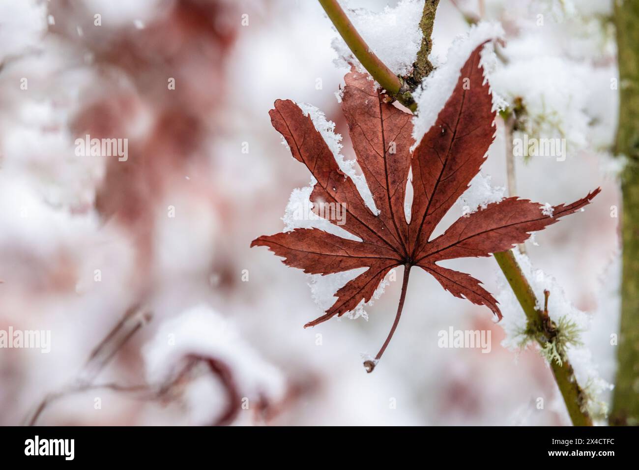 États-Unis, État de Washington, Sammamish. Neige fraîche et feuille d'érable japonaise solitaire Banque D'Images