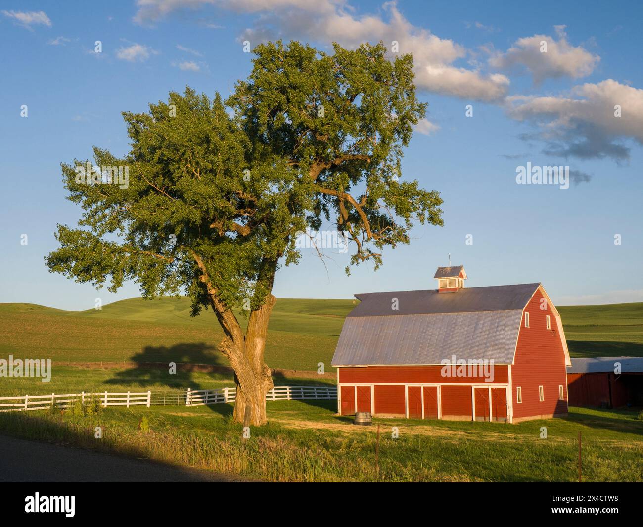 États-Unis, État de Washington, Palouse. Grange rouge et vieil arbre sur une ferme de campagne dans la Palouse. (Usage éditorial uniquement) Banque D'Images