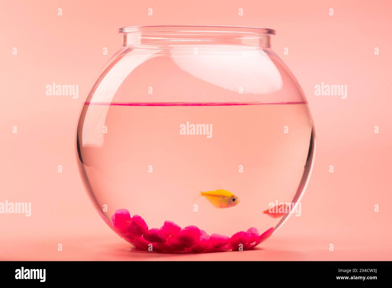 Vue latérale du bol rond d'aquarium avec de petits poissons colorés sur fond rose Banque D'Images