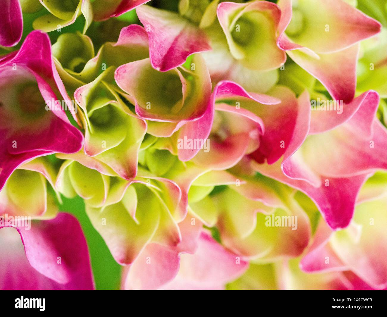 États-Unis, État de Washington, Auburn. Gros plan d'une fleur d'hortensia rose et verte. Banque D'Images