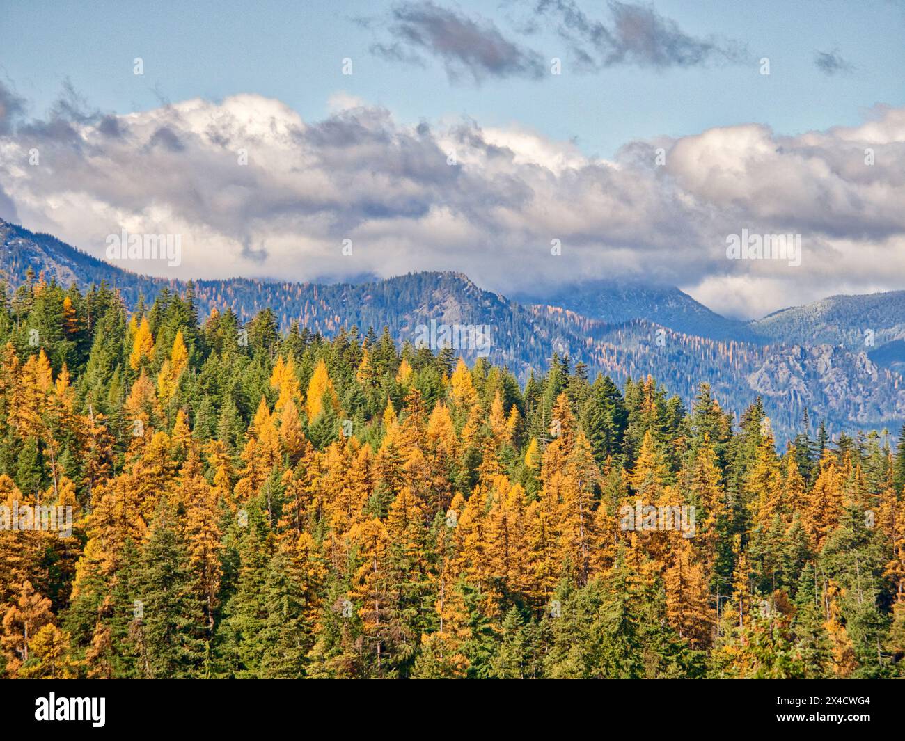 États-Unis, État de Washington, comté de Kittitas. Arcs de l'Ouest en automne dans la forêt nationale d'Okanogan-Wenatchee. Banque D'Images