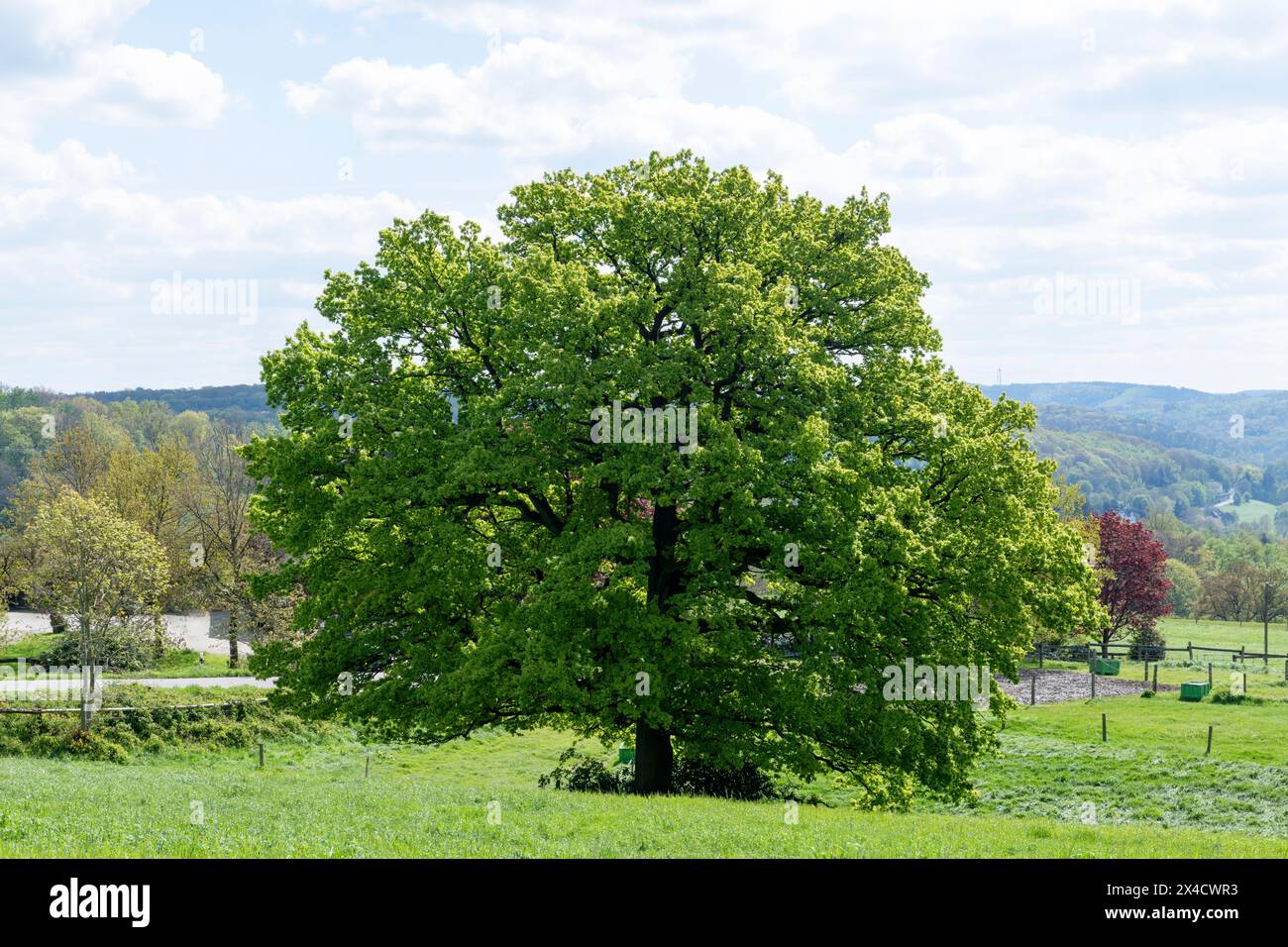 Un grand arbre aux feuilles vertes se tient dans un champ herbeux par une journée ensoleillée. L'arbre est entouré d'une clôture et est situé près d'une route. Le ciel est Banque D'Images