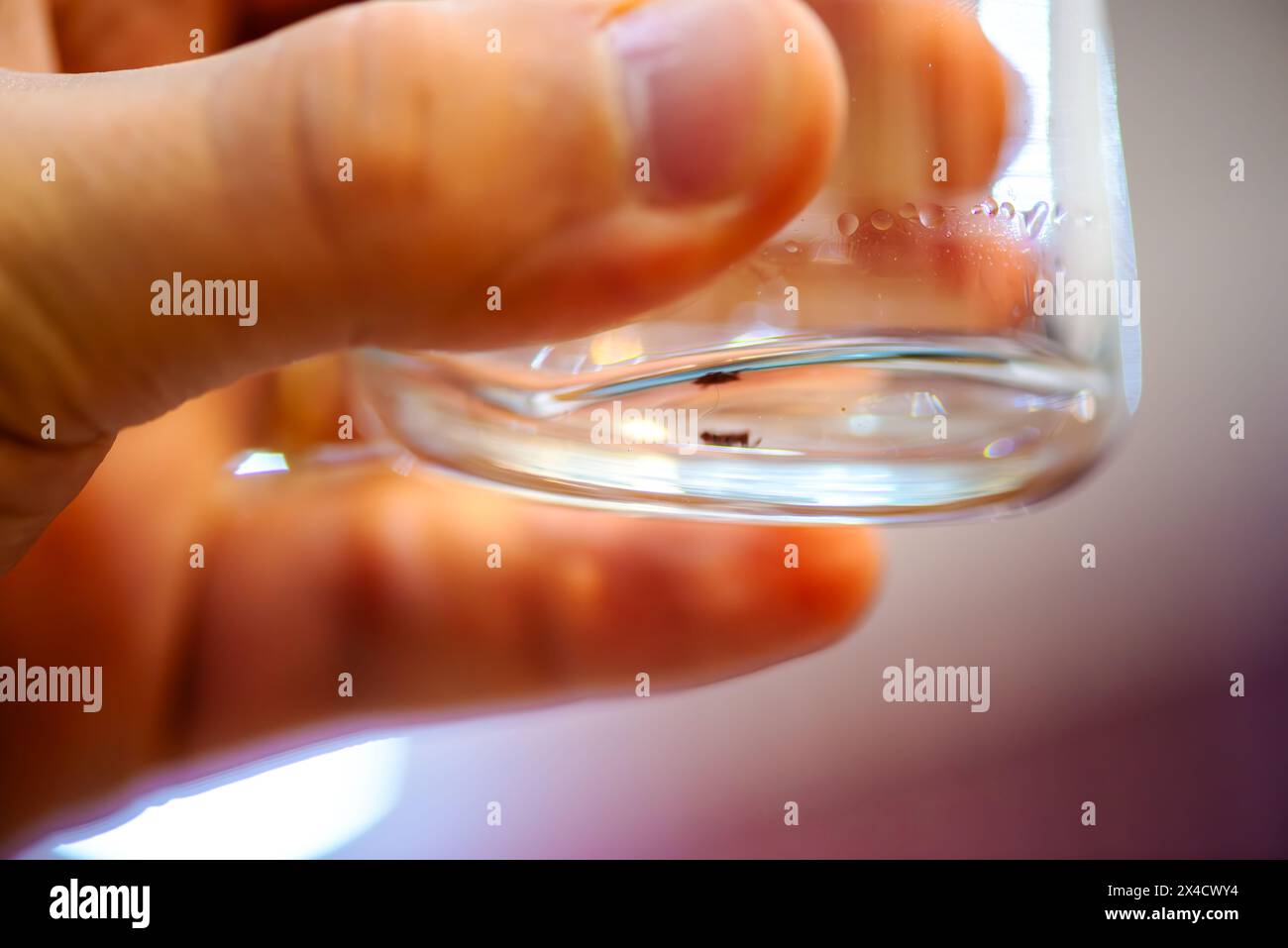 Une photo macro captivante capture un scientifique examinant un spécimen de tique à l'intérieur d'un bécher en verre rempli d'alcool, mettant en valeur une resea de laboratoire méticuleuse Banque D'Images