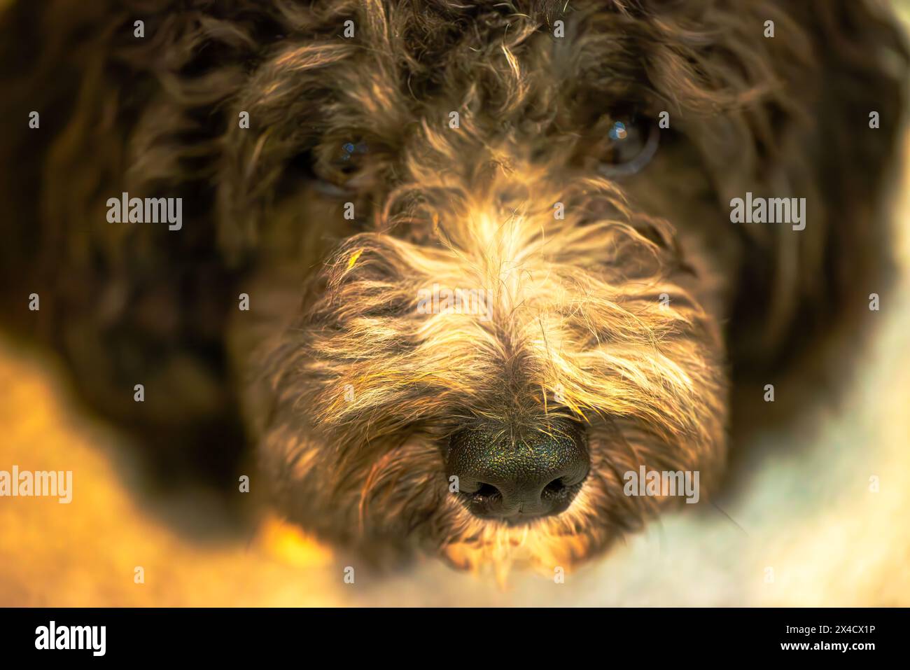 Un gros plan captivant capture la curiosité dans les yeux d'un chien, reflétant dans la surface d'une flaque d'eau. Banque D'Images