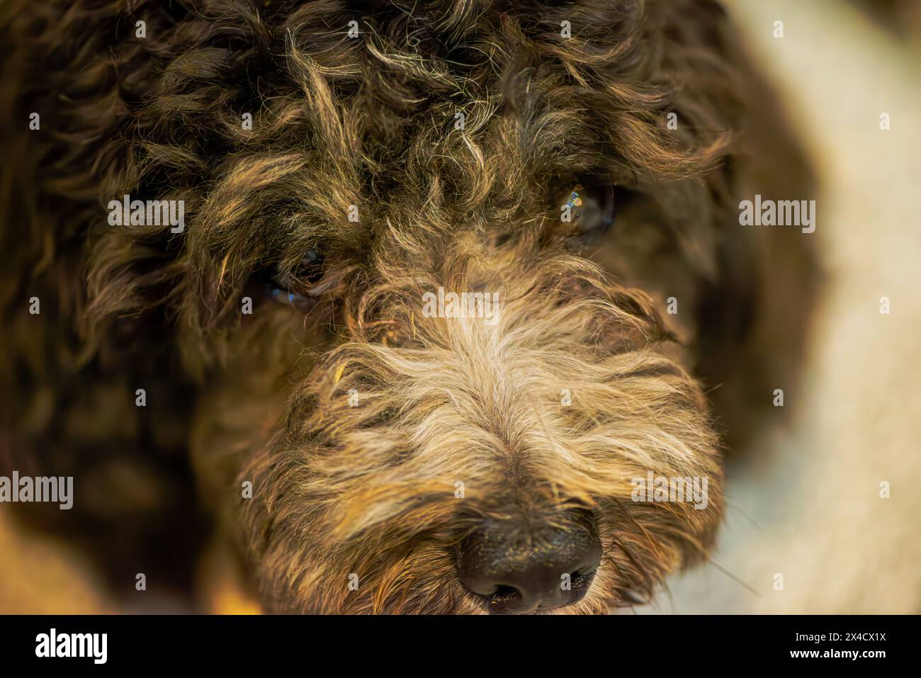 Un gros plan captivant capture la curiosité dans les yeux d'un chien, reflétant dans la surface d'une flaque d'eau. Banque D'Images