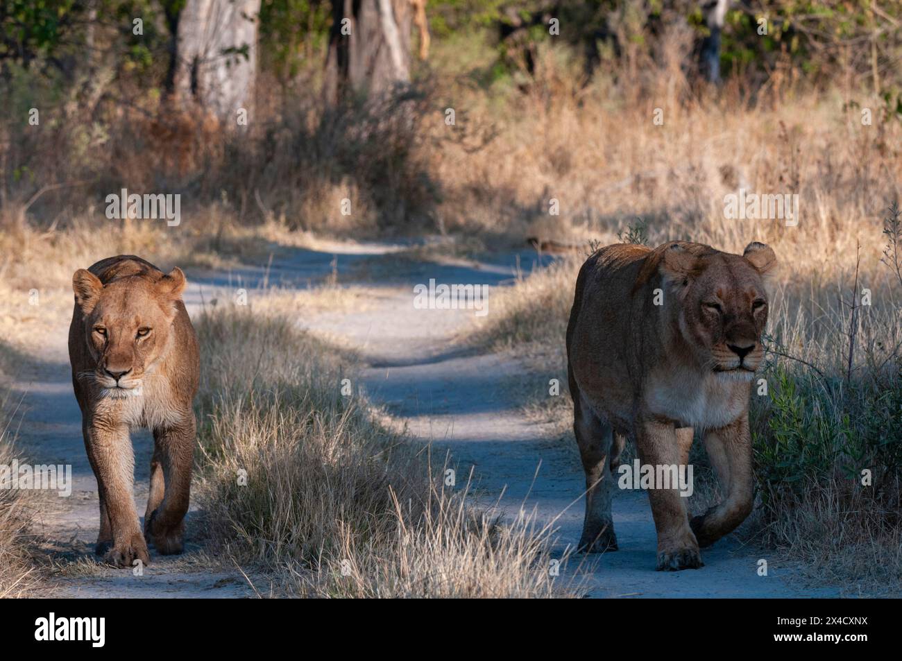 Une paire de lions femelles, Panthera leo, marchant sur une route de terre.Île Chief, réserve de gibier de Moremi, delta d'Okavango, Botswana. Banque D'Images