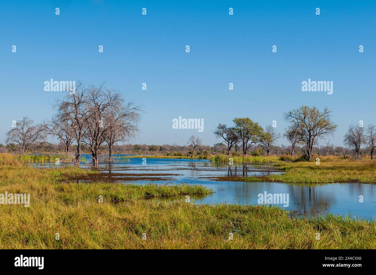 Vue sur la rivière Khwai et le paysage du delta de l'Okavango.Rivière Khwai, zone de concession Khwai, delta d'Okavango, Botswana. Banque D'Images