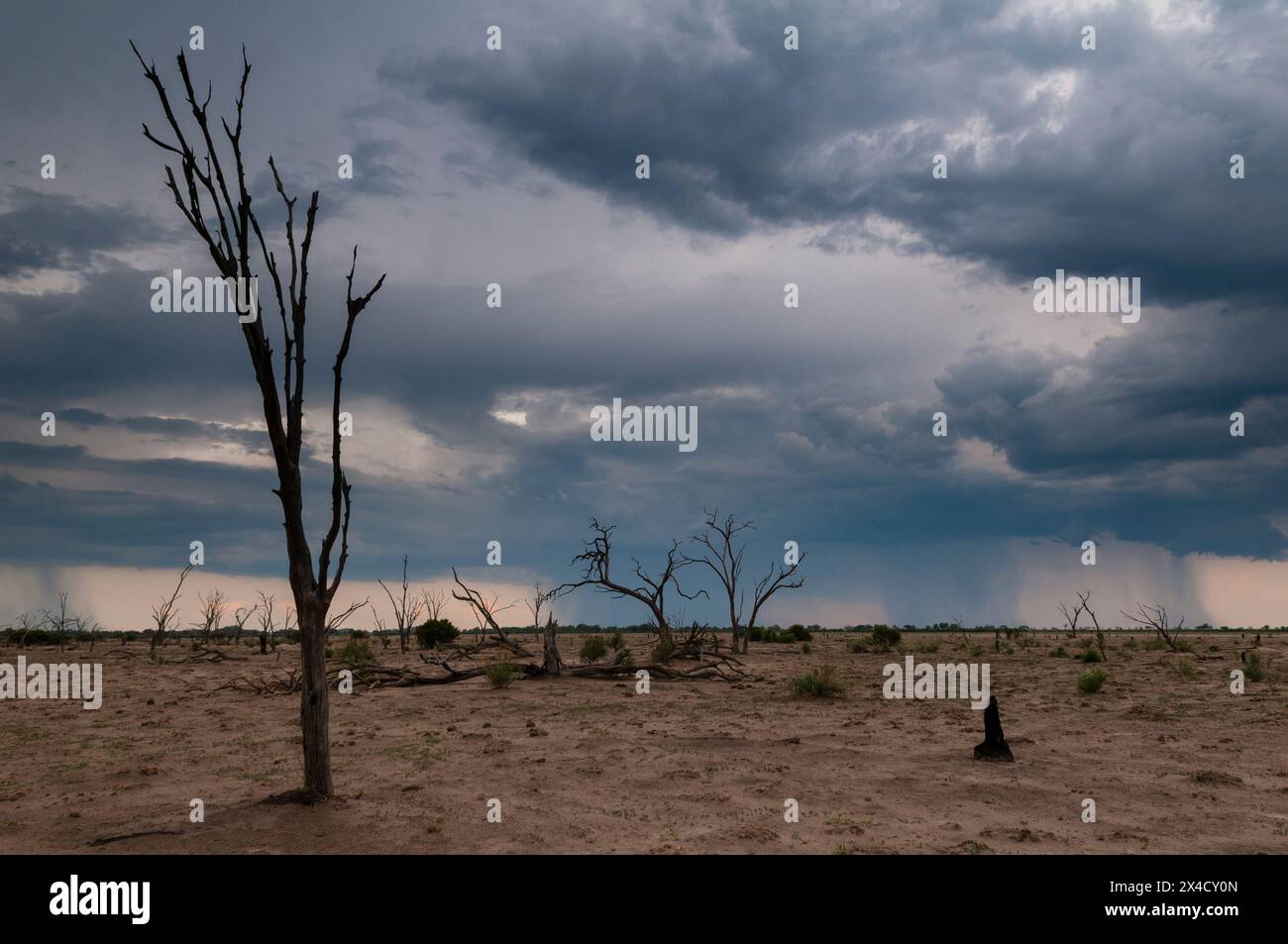 Une tempête de pluie à l'horizon s'approche du marais Savuti. Marais Savuti, Parc national de Chobe, Botswana. Banque D'Images