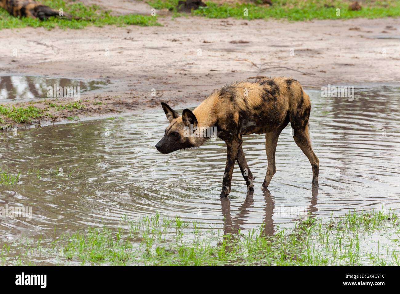 Un loup peint, un chien de chasse au Cap ou un chien sauvage, Lycaon pictus, marchant dans l'eau.Zone de concession Khwai, Okavango, Botswana. Banque D'Images