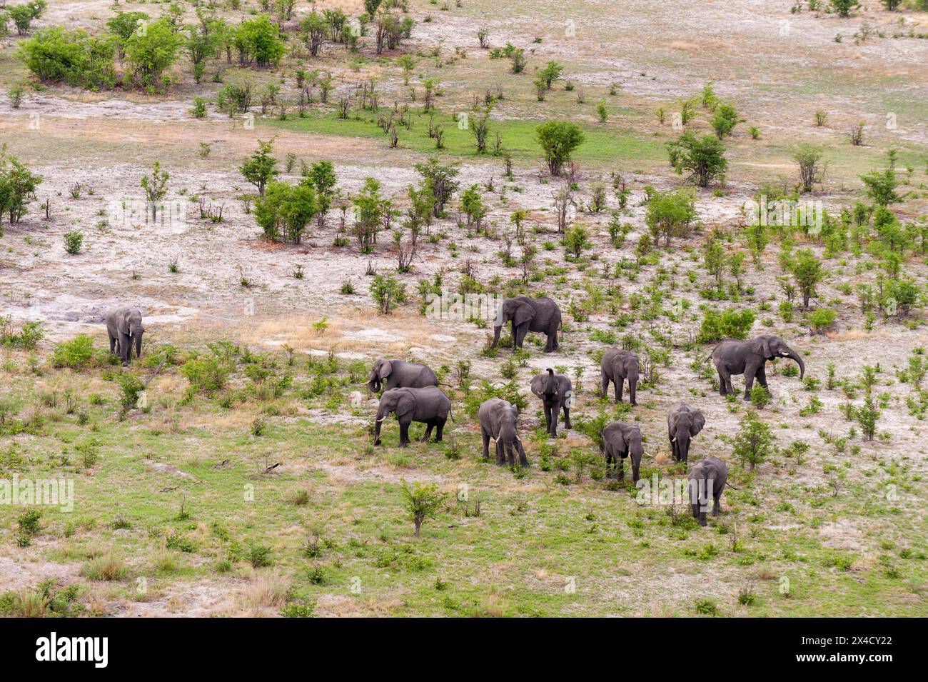 Une vue aérienne d'un troupeau d'éléphants d'Afrique, Loxodonta Africana, en pâturage. Delta de l'Okavango, Botswana. Banque D'Images