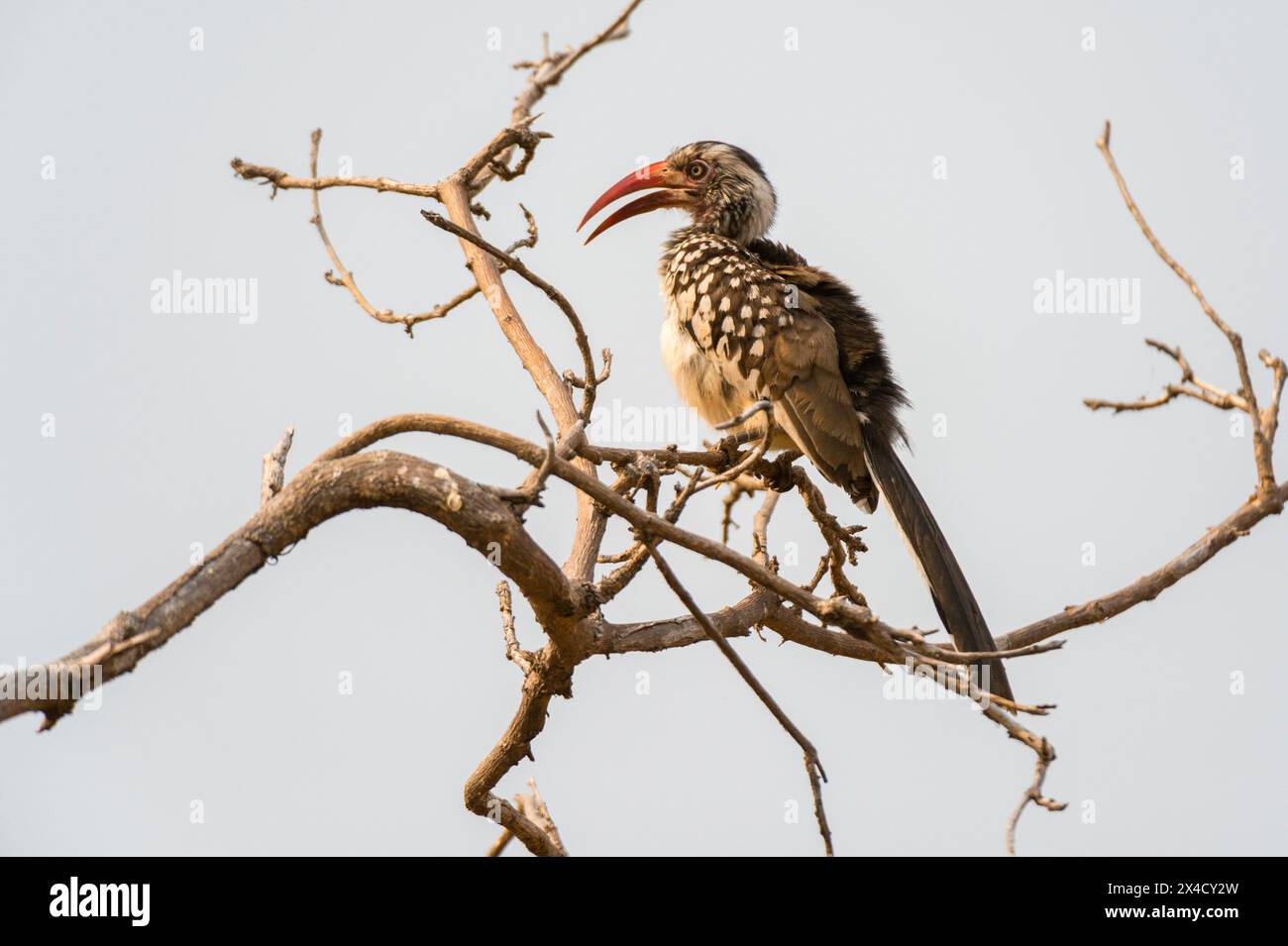 Tockus Erythrorhynchus, un bec rouge du sud, perché sur une branche d'arbre. Parc national de Chobe, Botswana. Banque D'Images