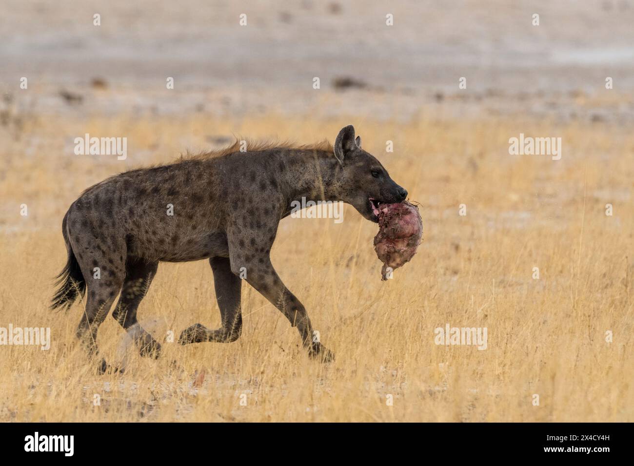 Une hyène tachetée, Crocuta Crocuta, avec un morceau de carcasse. Savuti, Parc national de Chobe, Botswana Banque D'Images