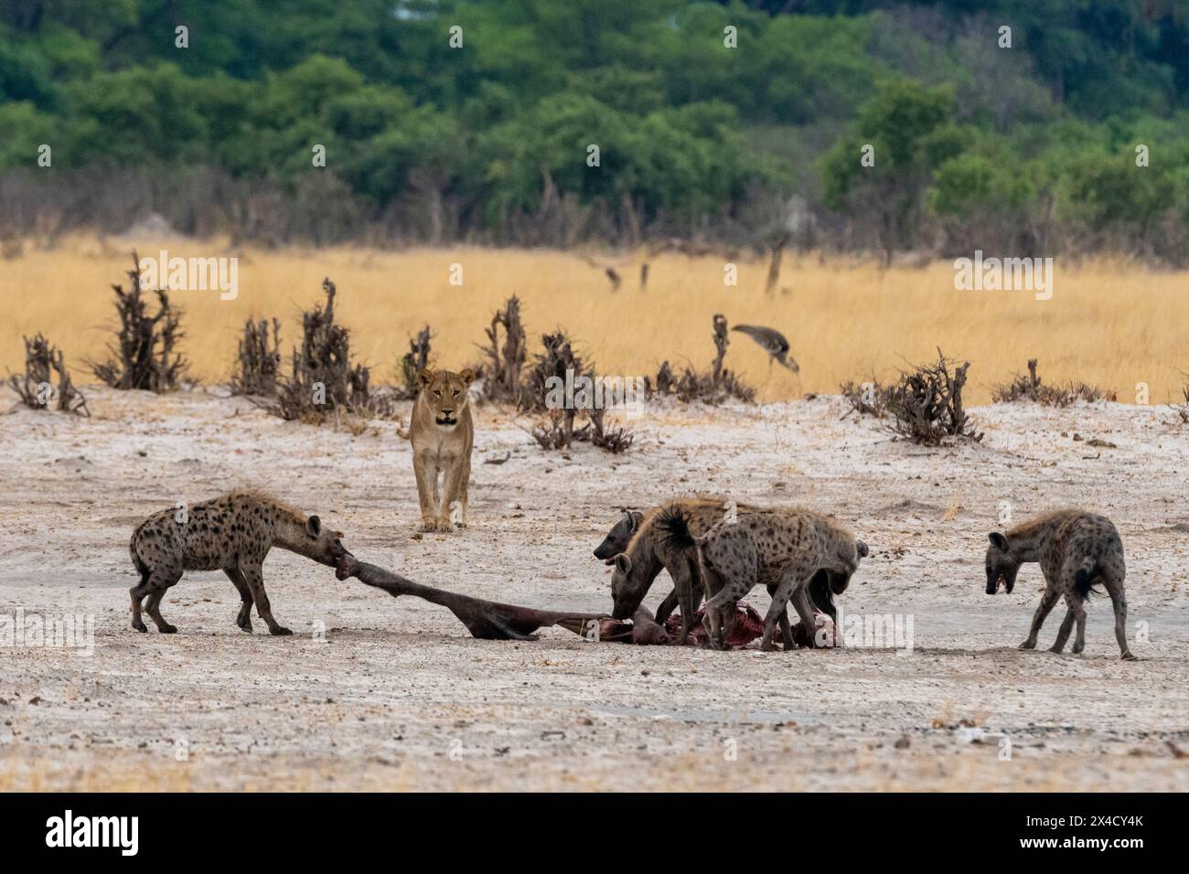 Hyènes, Crocuta Crocuta, avec une carcasse, volée à une lionne, Panthera leo. Savuti, Parc national de Chobe, Botswana Banque D'Images