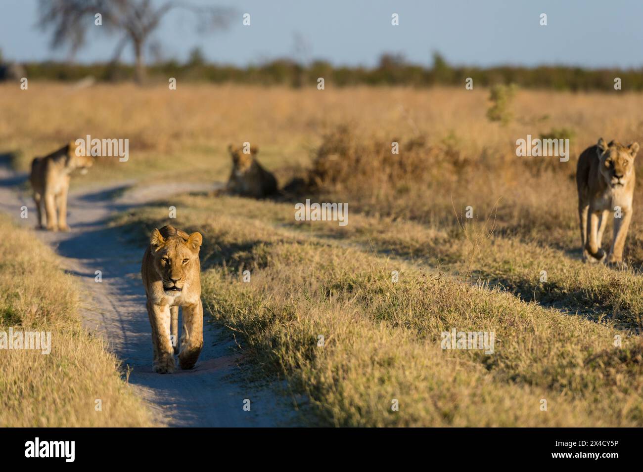 Lions, Panthera leo, de la Marsh Pride, marchant à la recherche de nourriture.Savuti, parc national de Chobe, Botswana Banque D'Images