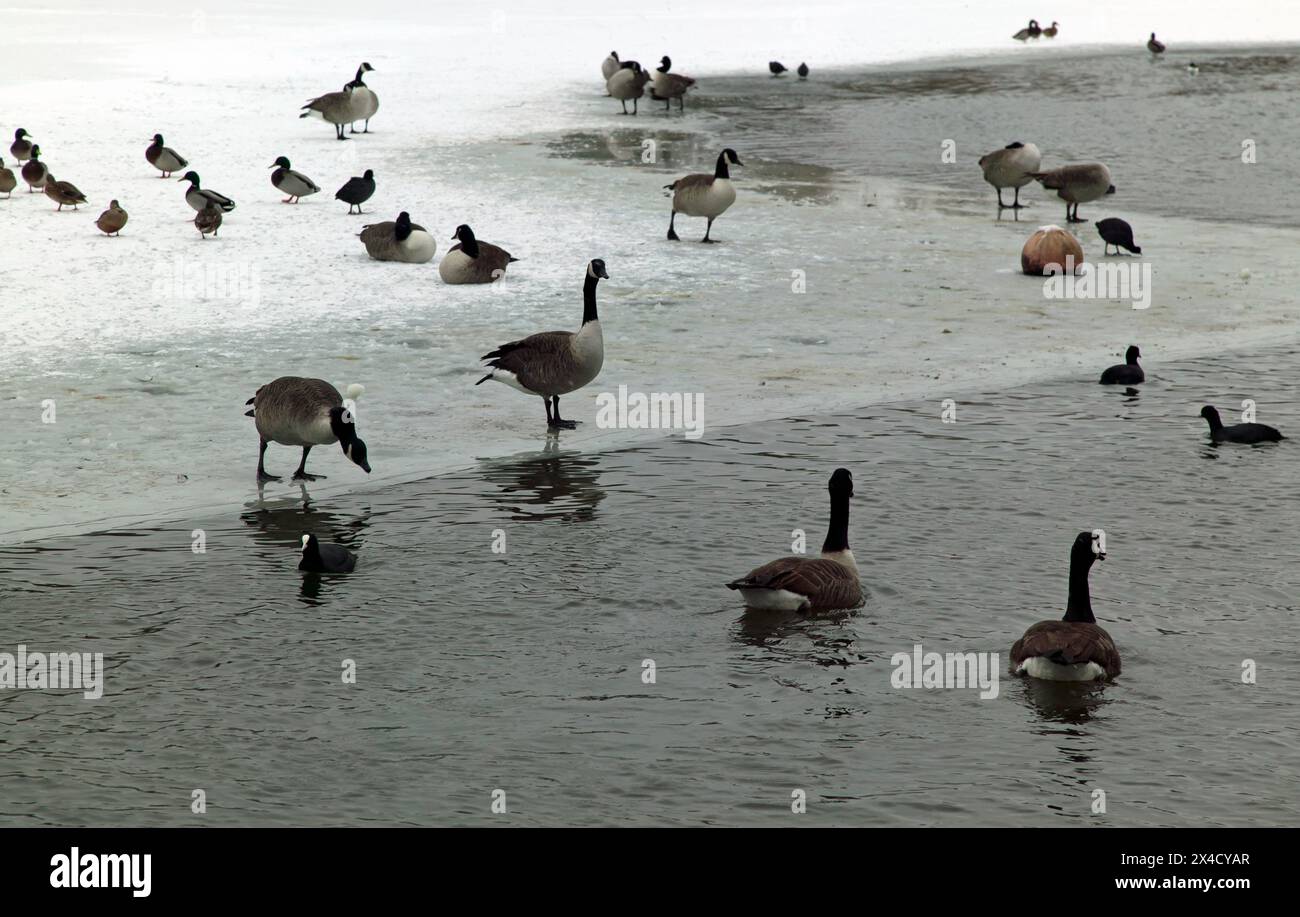 Oiseaux sur le lac gelé à Crystal Palace Park, Sydenham pendant le grand gel de 2010 Banque D'Images