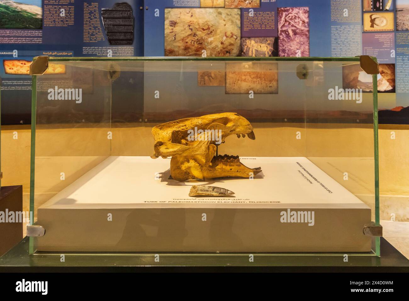 Wadi al Hitan, Faiyum, Égypte. Crâne fossile d'un éléphant paléomastodon au musée du site paléontologique de Wadi el-Hitan. (Usage éditorial uniquement) Banque D'Images