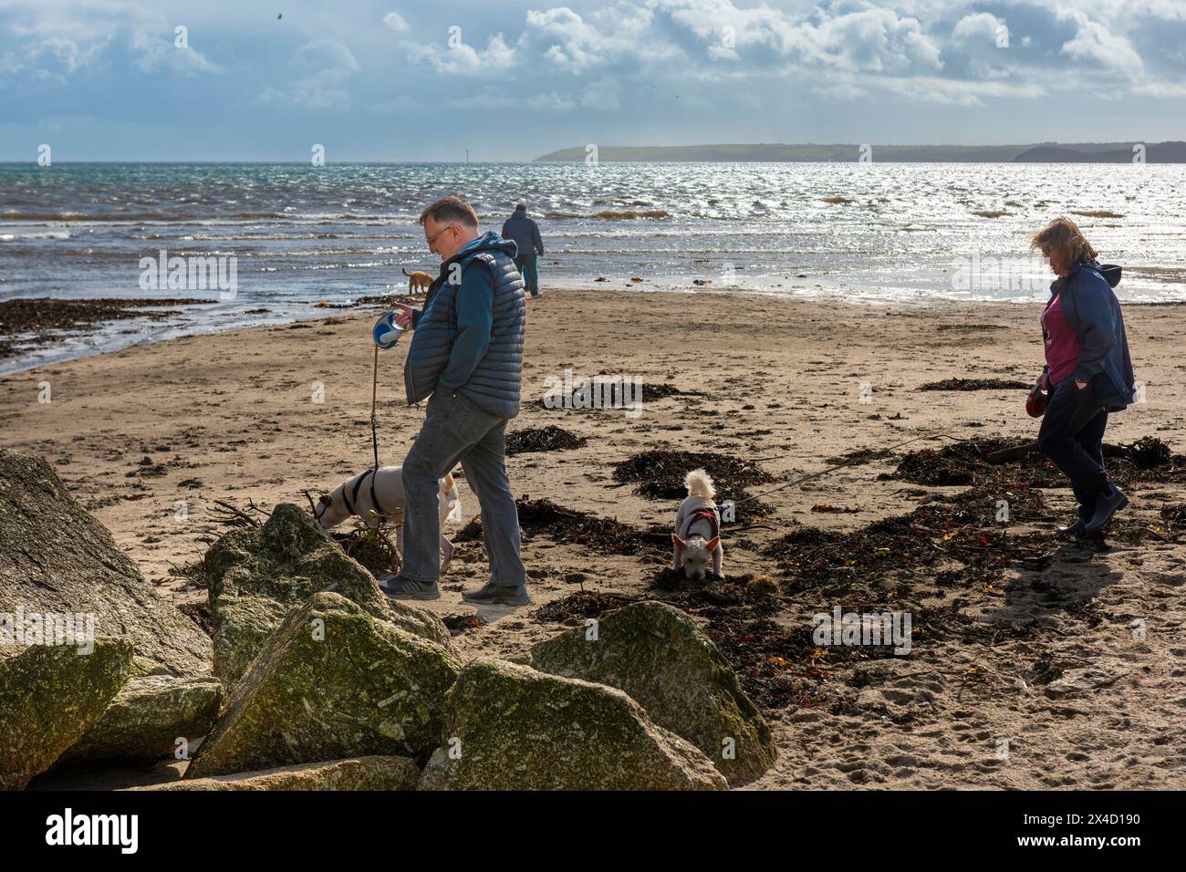 Les gens promenant leurs chiens sur par Beach à Cornwall au Royaume-Uni. Banque D'Images