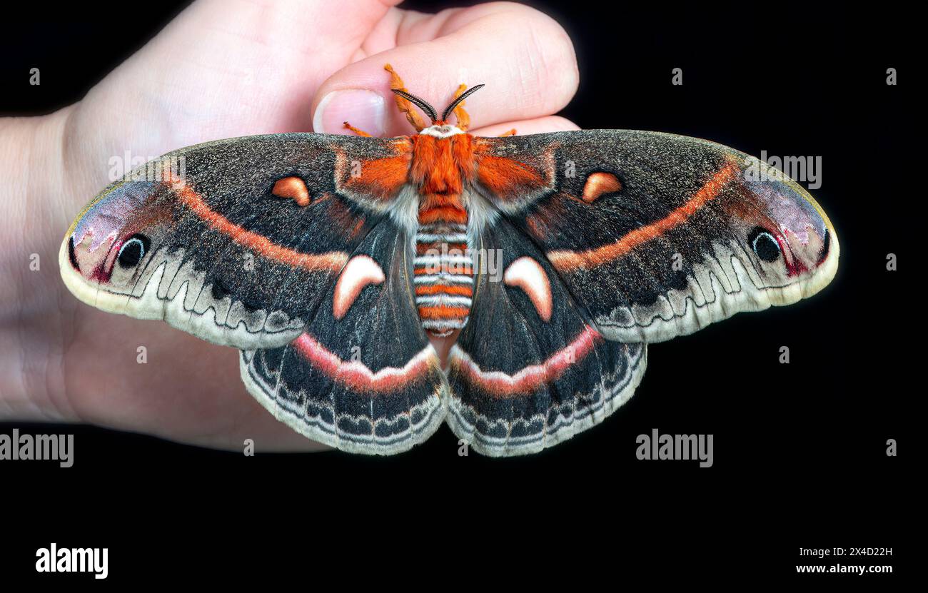Face supérieure d'une femelle cecropia (Hyalophora cecropia) de la teigne de soie sur une branche avec des ailes déployées, sur un fond noir. Banque D'Images