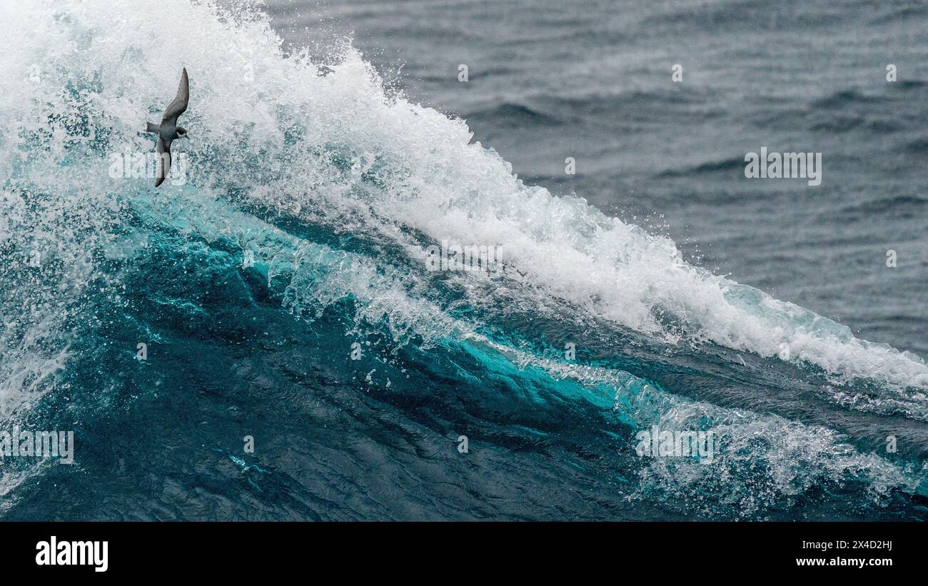 Pétrel bleu combattant les vagues sur le passage de Drake Banque D'Images