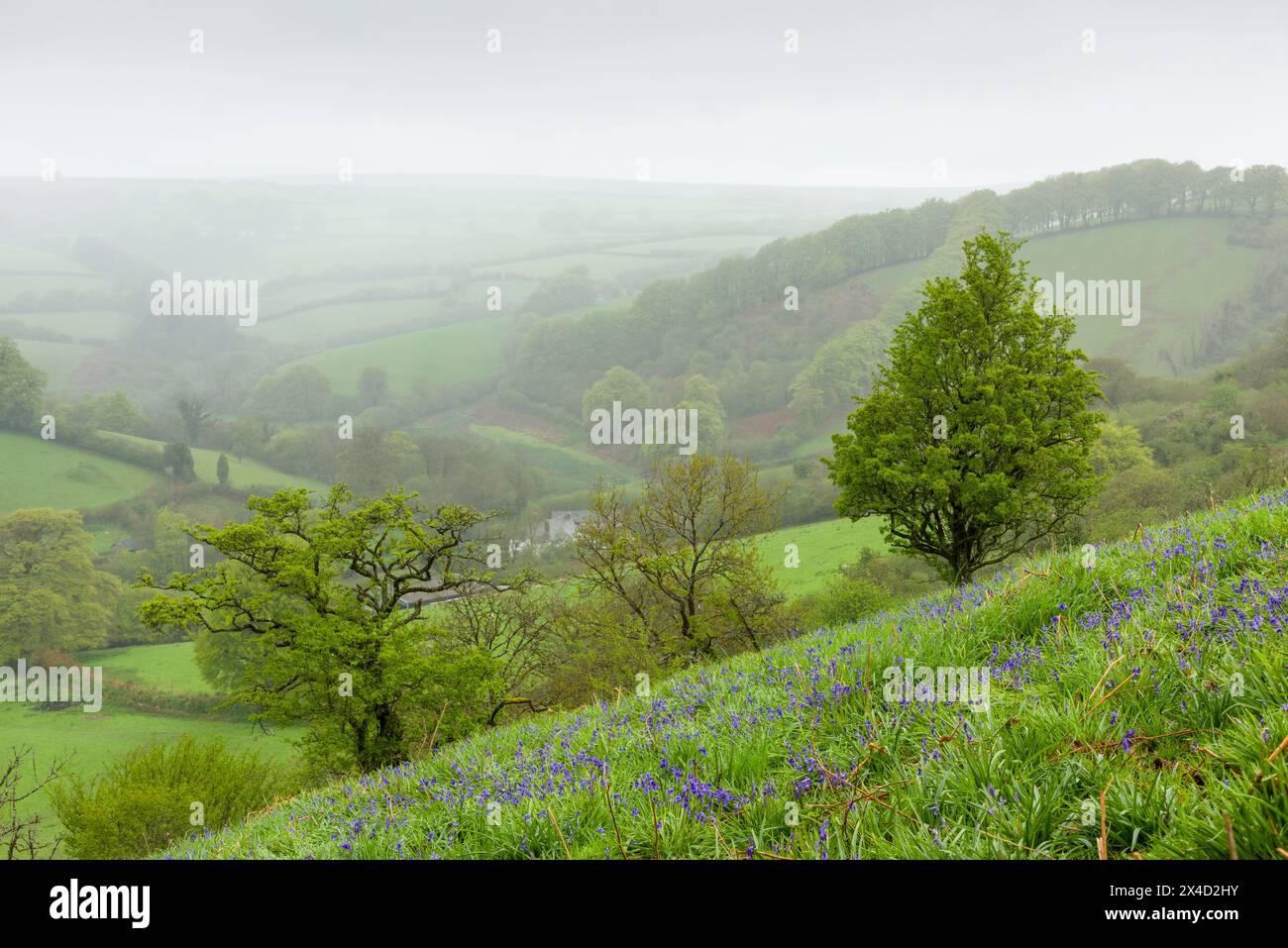 Lyncombe dans la vallée d'Exe au printemps de Lyncombe Hill dans le parc national d'Exmoor, Somerset, Angleterre. Banque D'Images