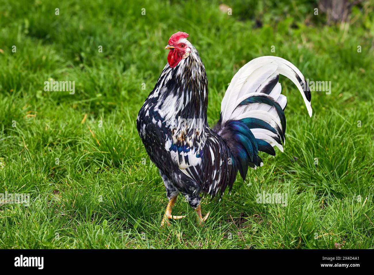 Image de coq hétérogène oiseau à plumes domestique sur herbe verte Banque D'Images