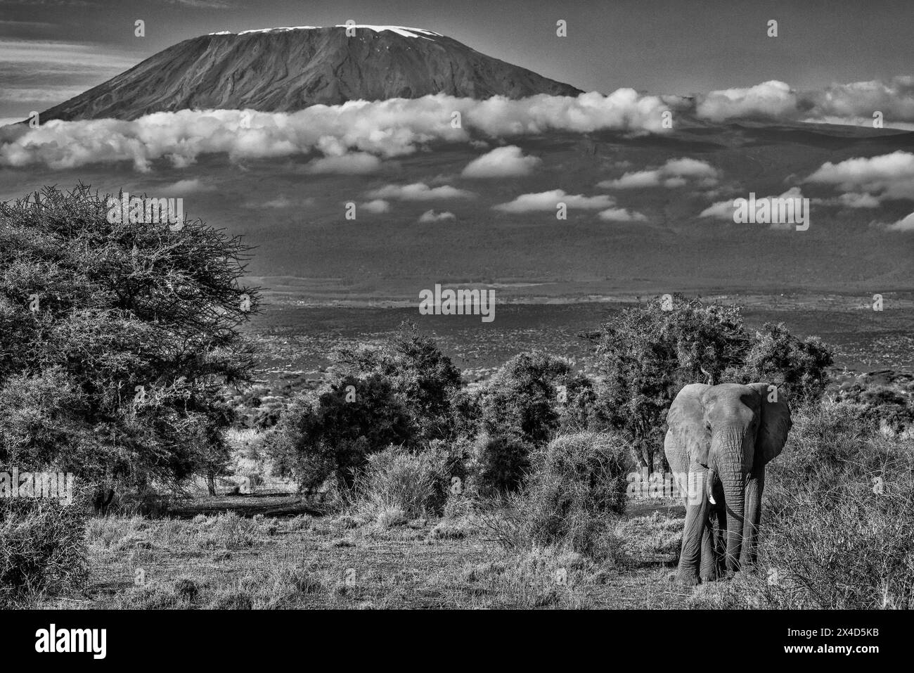 Kilimandjaro le matin avec éléphant, Parc National d'Amboseli, Afrique Banque D'Images