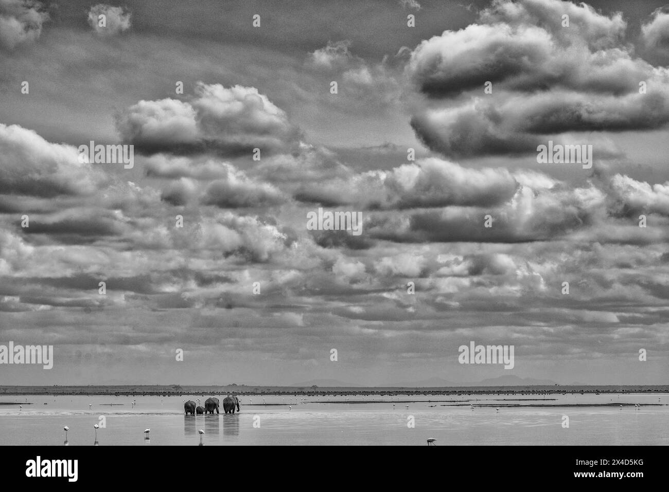 Traversée de famille d'éléphants, Parc de la Nation d'Amboseli, Afrique Banque D'Images