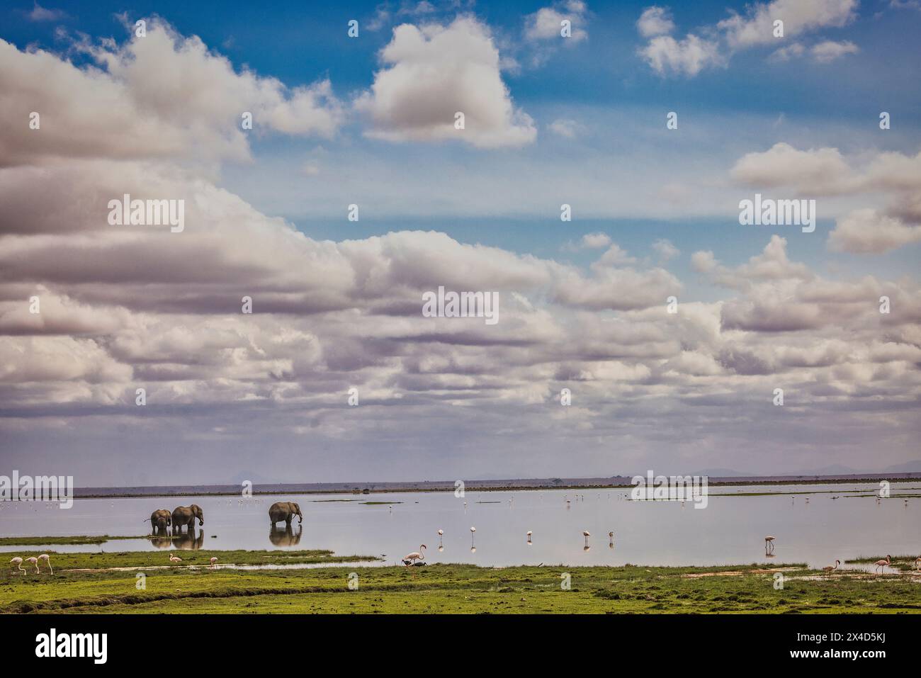 Traversée de famille d'éléphants, Parc National d'Amboseli, Afrique Banque D'Images