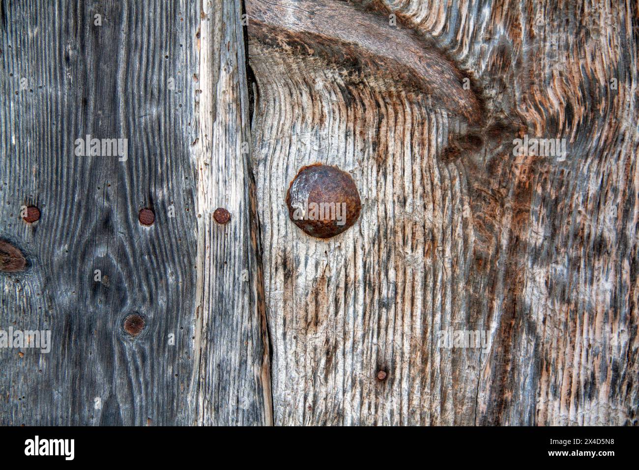 Vieux clous rouillés enfoncés dans une porte en bois vue de devant Banque D'Images