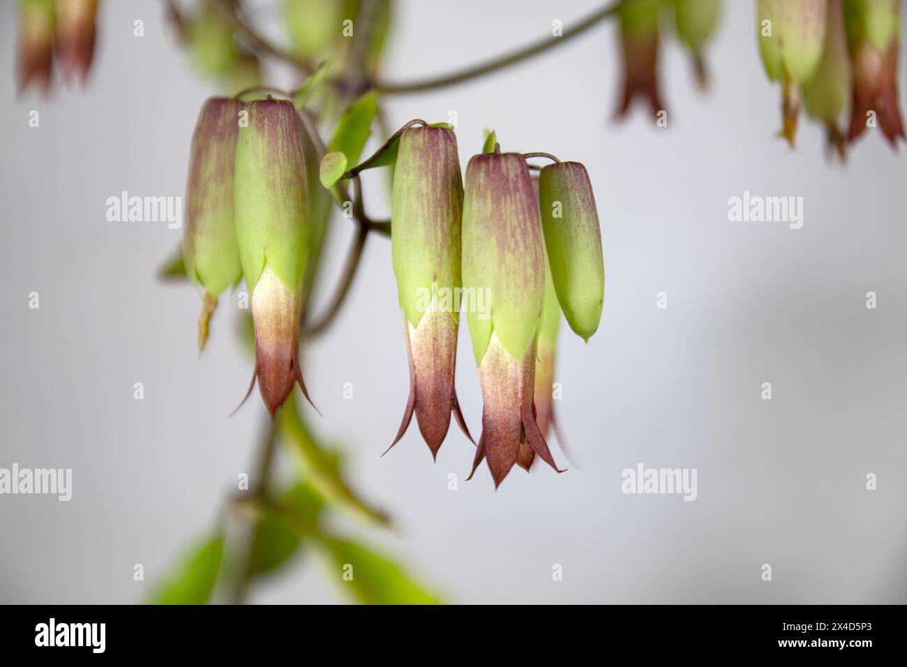 Gros plan de fleurs de cloches de cathédrale fleurs. (Bryophyllum pinnatum). Une espèce végétale succulente de la famille des Crassulaceae de l'ordre des Saxifragales. Banque D'Images