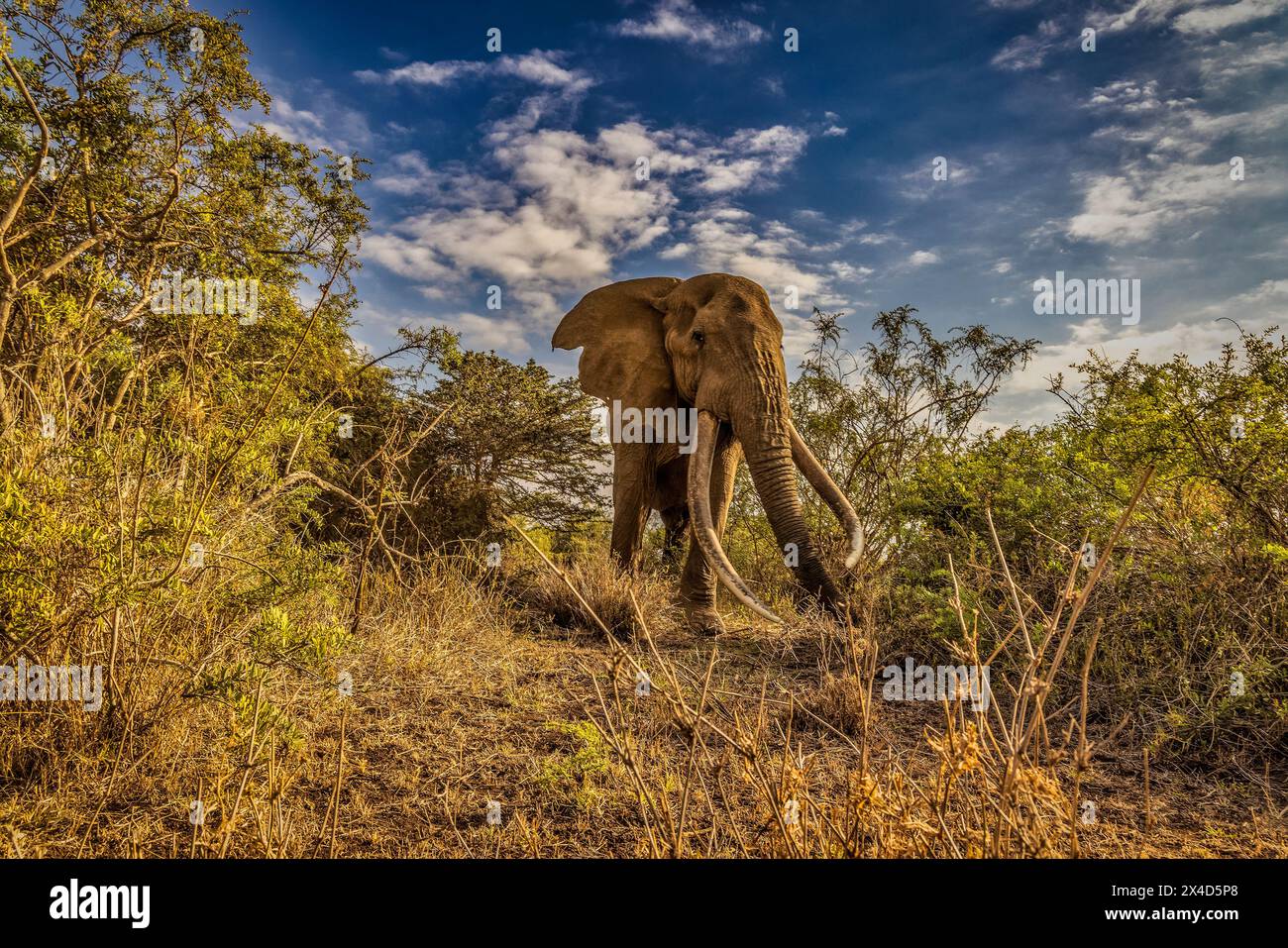 Craig l'éléphant, le plus grand éléphant dans le parc national d'Amboseli, Afrique Banque D'Images