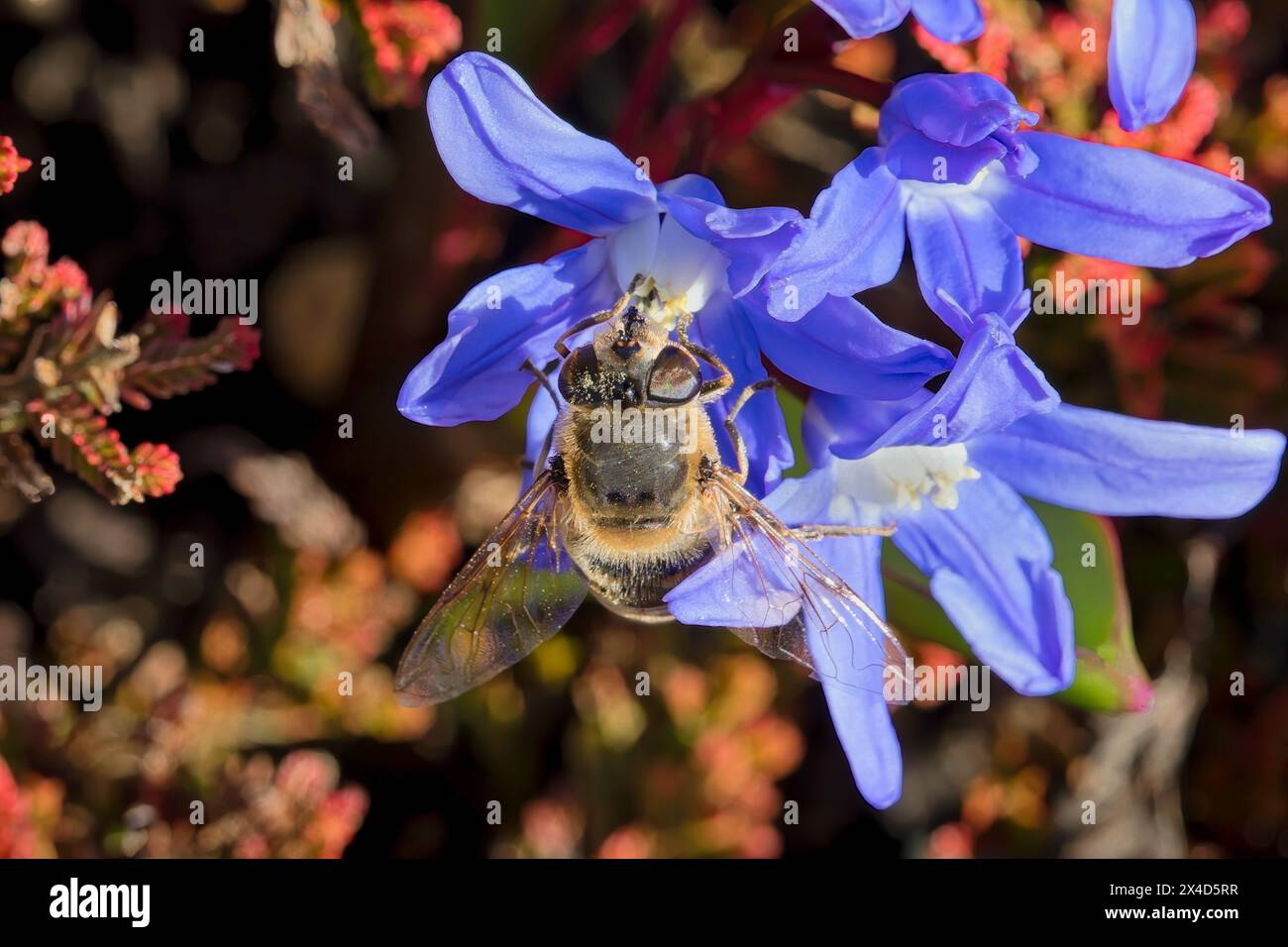 Gros plan d'une mouche de drone collectant le pollen d'une superbe fleur de courge sibérienne Bblue. Banque D'Images