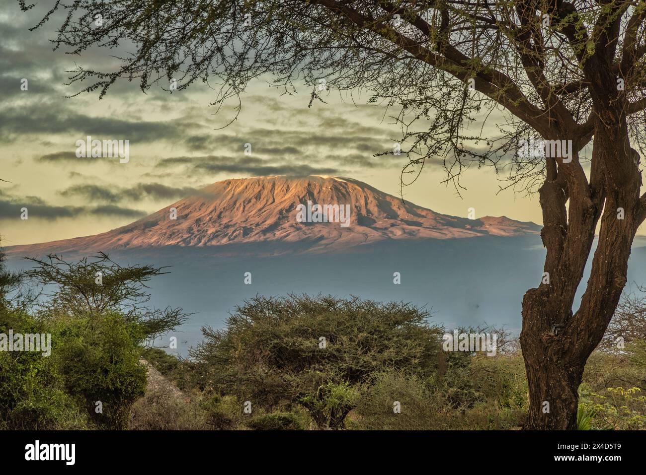 Kilimandjaro le matin avec éléphant, Parc National d'Amboseli, Afrique Banque D'Images