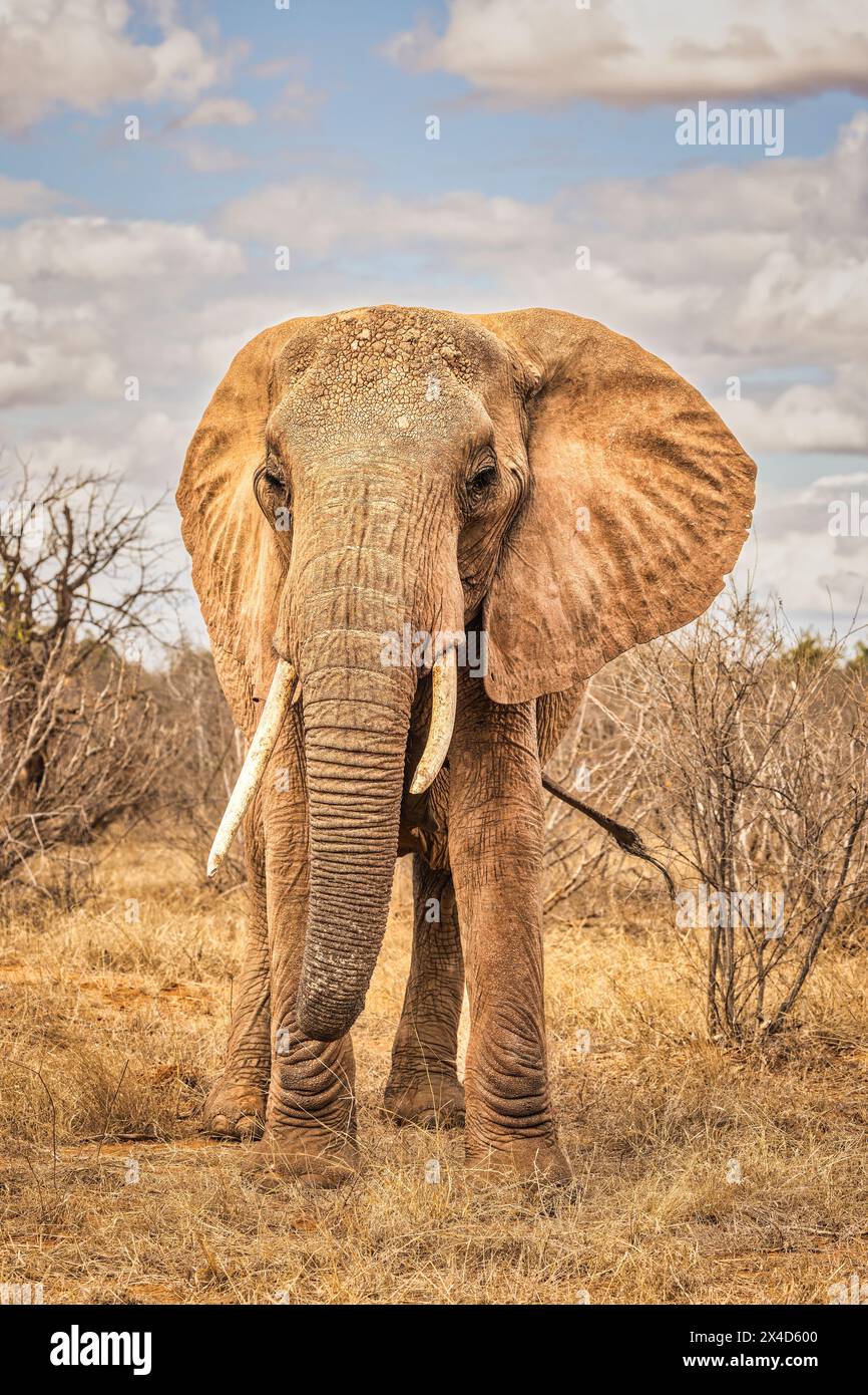 Éléphant rouge, parc national de Tsavo West, Afrique Banque D'Images