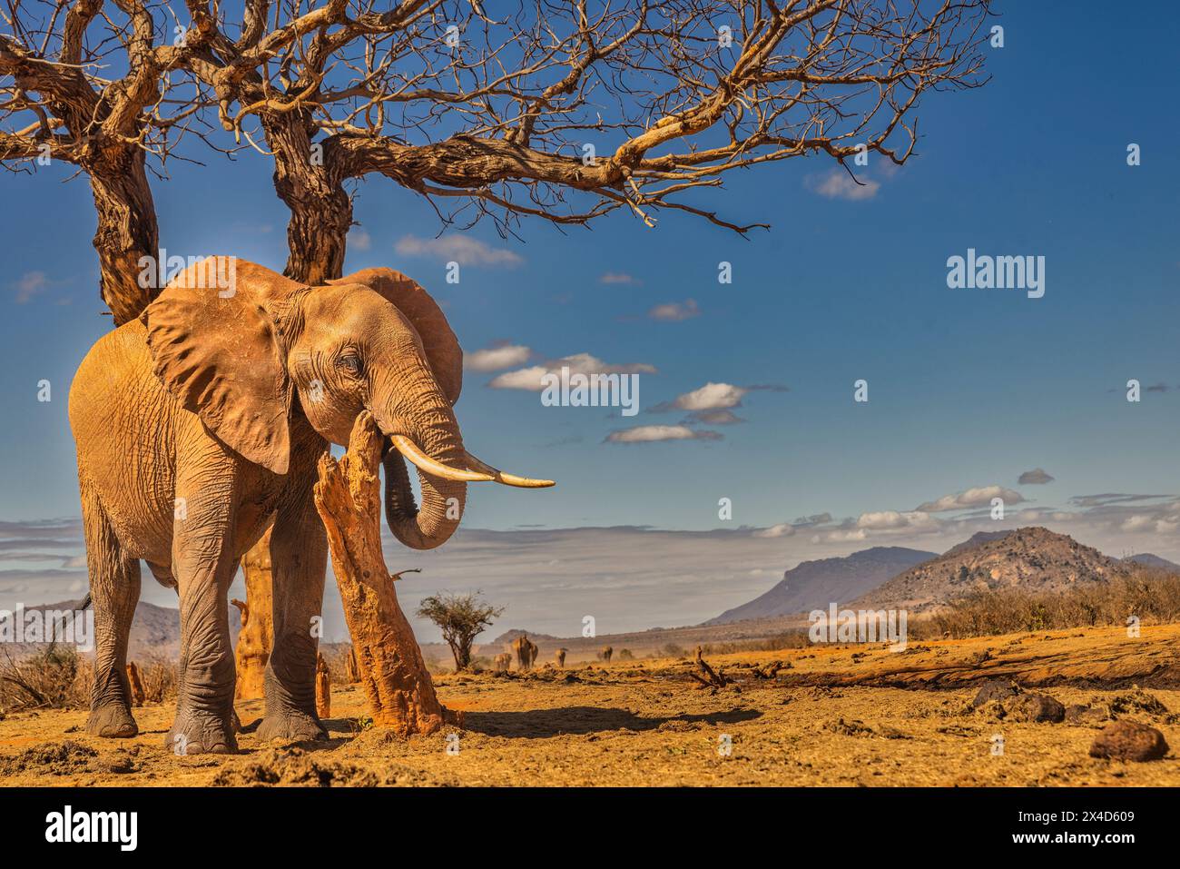 Grattage d'éléphant rouge, parc national de Tsavo West, Afrique Banque D'Images