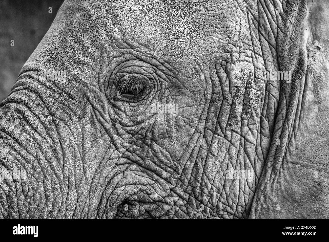 Éléphant rouge, parc national de Tsavo West, Afrique Banque D'Images